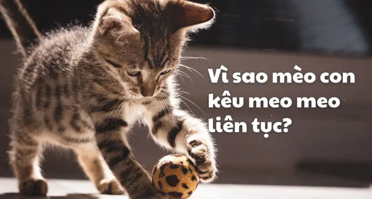 Mơ Thấy Mèo Kêu: Giải Mã Điềm Báo & Hướng Dẫn Hóa Giải An Tâm 7 Mèo vàng đang kêu meo meo