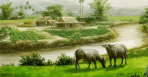 Trâu trắng hiền hòa, khung cảnh thanh bình.