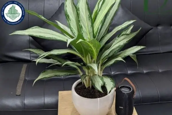 Tối Ưu Hóa Năng Lượng Tài Lộc Với Tượng Voi Phong Thủy: Cẩm Nang Chuyên Sâu Từ Chuyên Gia 7 Voi phong thủy, tiền cổ và cây xanh