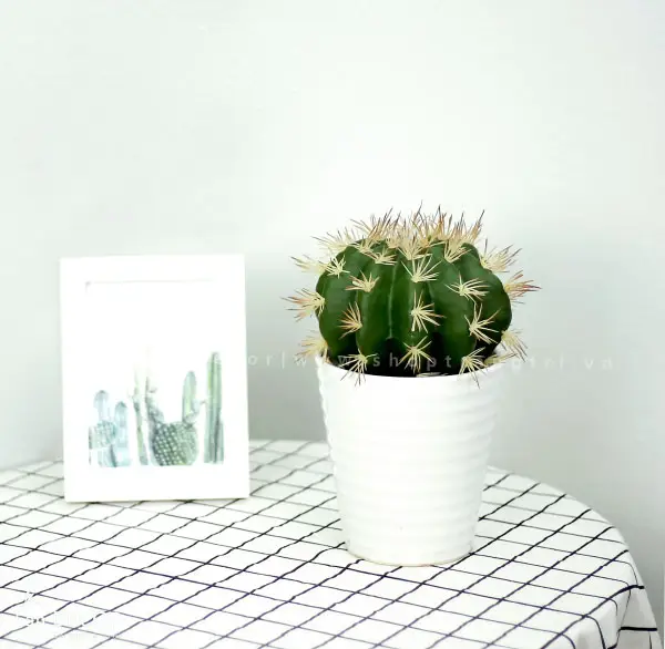 Xương rồng mini trên bàn văn phòng hiện đại