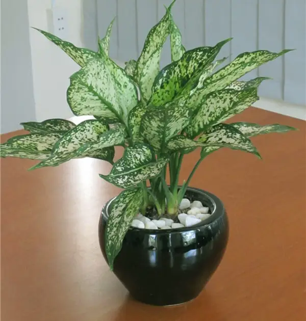 Phong thủy bàn làm việc: Cây Ngọc Ngân