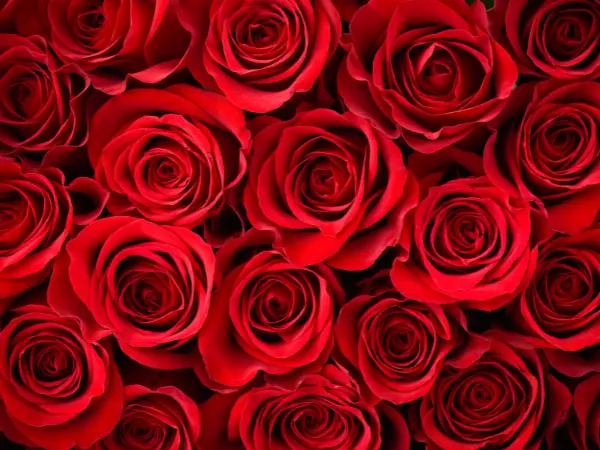 Giải Mã Giấc Mơ Thấy Hoa Hồng: Điềm Báo Tình Duyên Hay Hóa Giải Khổ Đau? 6 Ý nghĩa màu hoa hồng trong mơ.