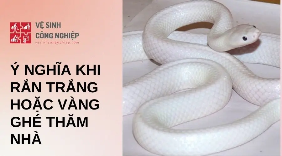 Giải Mã Giấc Mơ Thấy Rắn Trắng: Điềm Báo & Hướng Hóa Giải Tâm Linh 6 Bảng ý nghĩa rắn trắng trong mơ