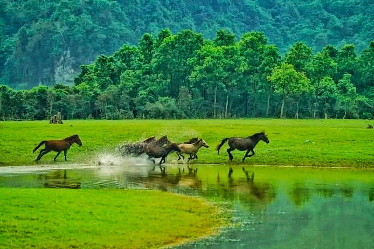 Đàn ngựa ăn cỏ trên thảo nguyên xanh.