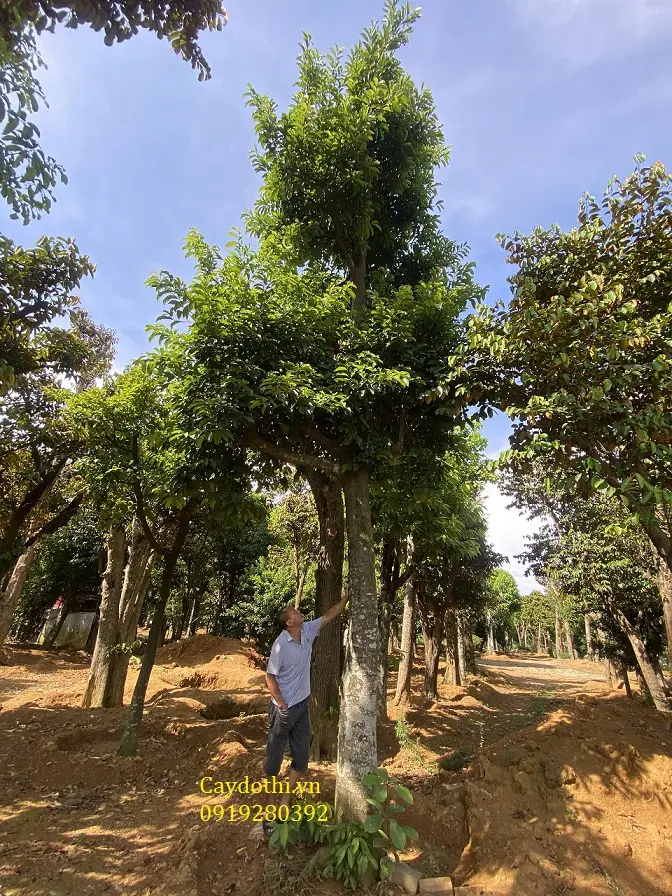 Hướng Dẫn Chuyên Sâu: Hóa Giải Nhà Gần Cây Cổ Thụ Chính Phái 6 Cành cổ thụ lớn che mái, bóng râm rộng.