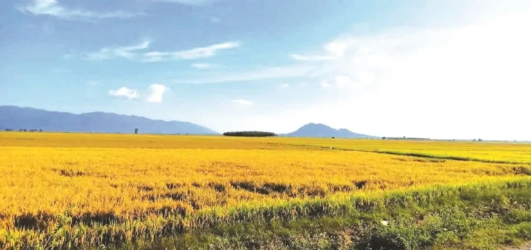 Cánh đồng lúa chín vàng: No đủ, thành công.