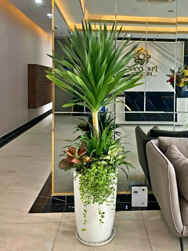 Khai Mở Tài Lộc: Khám Phá Ý Nghĩa Cây Phát Tài Chuẩn Phong Thủy 3 Cây Phát Tài Văn Phòng: Xanh Mát Chuyên Nghiệp