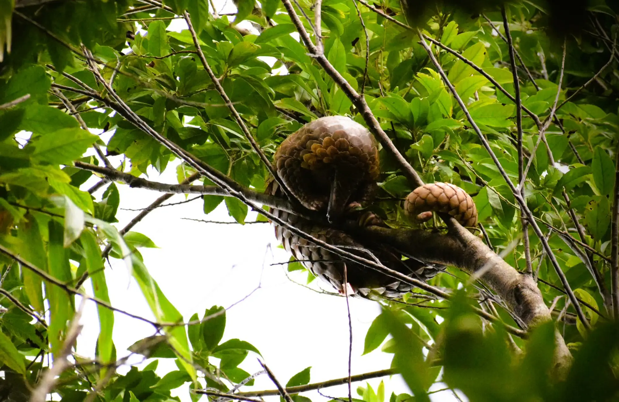 Giải Mã Giấc Mơ Thấy Tê Tê: Điềm Báo & Lời Khuyên An Tâm 5 Tê tê ẩn mình hang động ánh sáng tự nhiên.