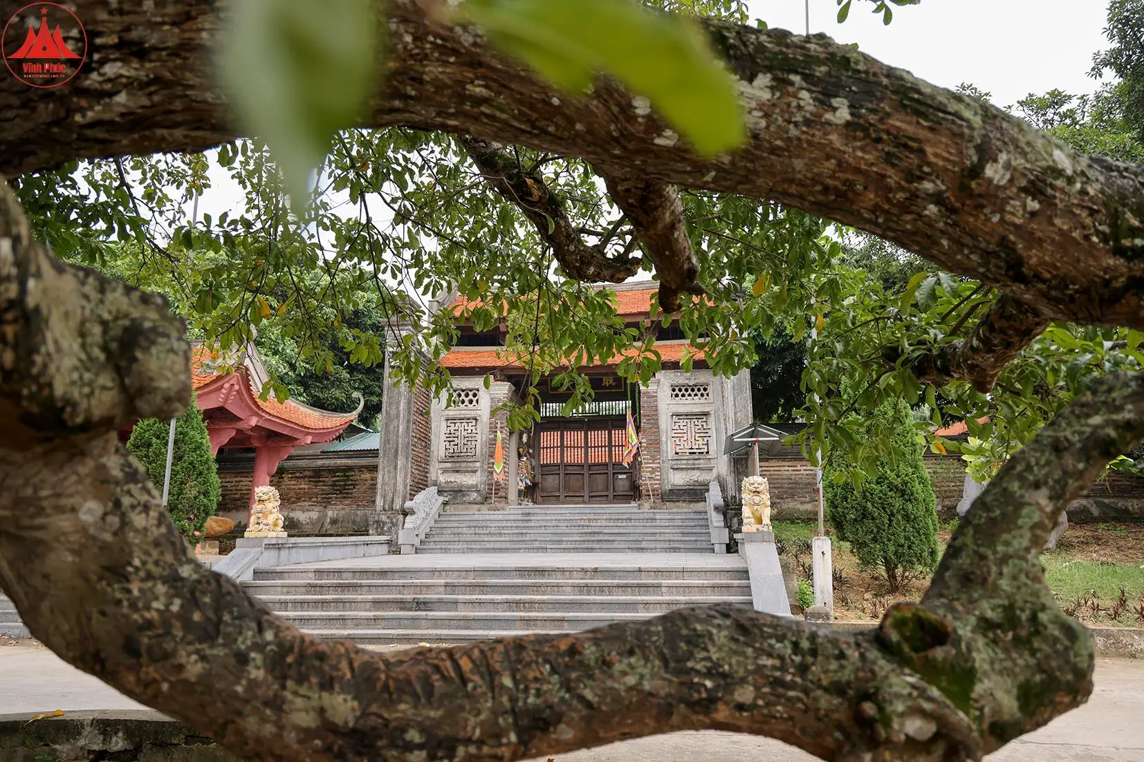 Giải Mã Giấc Mơ Nằm Mơ Thấy Răng Rụng: Hóa Giải Nỗi Lo, An Tâm Sống Thiện 7 Cây cổ thụ vững chắc, phúc đức vĩnh cửu.