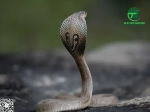 Giấc mơ rắn hổ mang: Đối đầu, quấn quýt