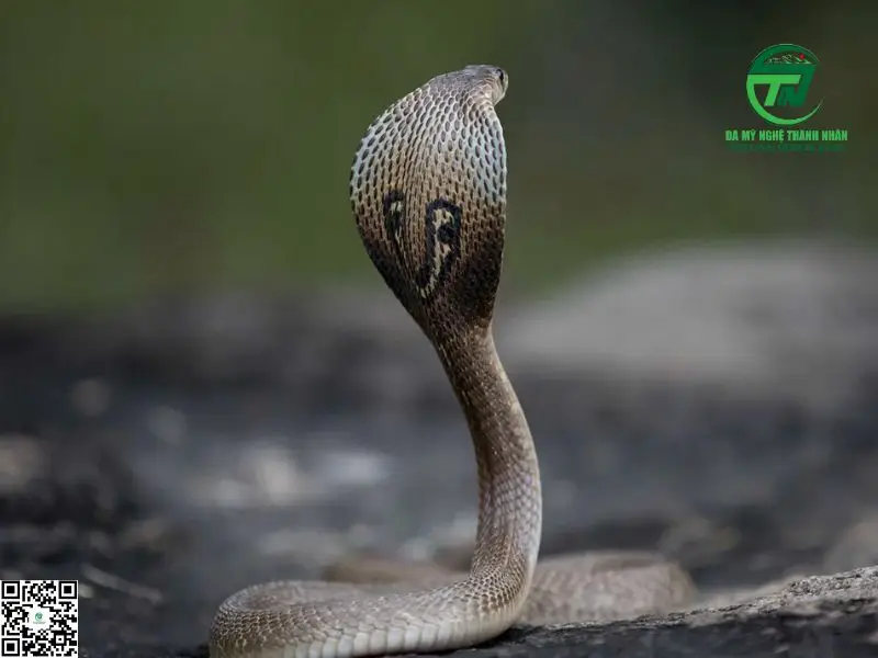 Giấc mơ rắn hổ mang: Đối đầu, quấn quýt