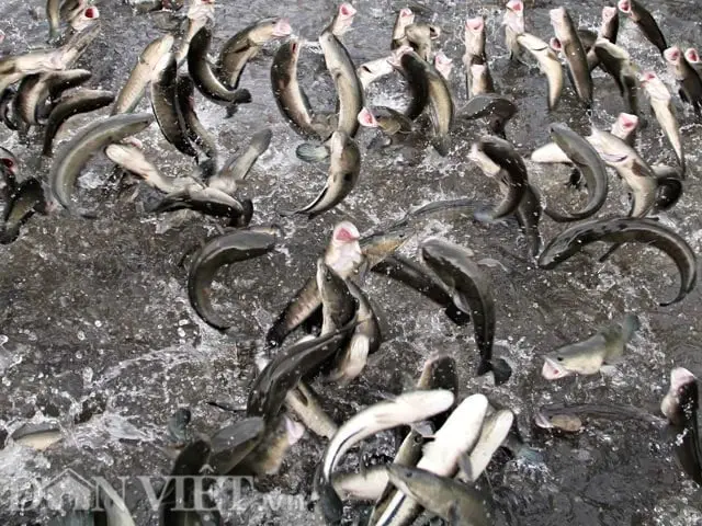 Cá nhảy vươn lên, nỗ lực dẫn tới thành công.