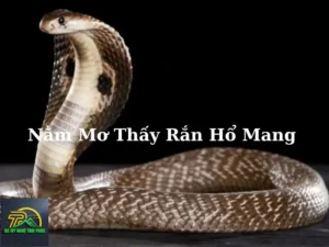 Hình ảnh rắn hổ mang trong mơ