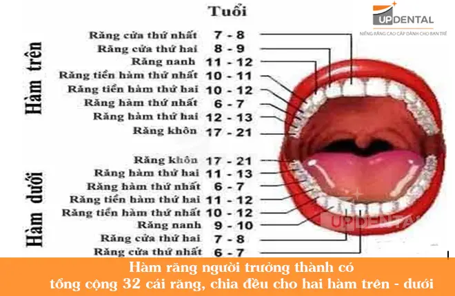 Nằm Mơ Thấy Rụng Răng Là Điềm Gì? Giải Mã Chi Tiết và Cách Hóa Giải 6 Phân loại răng rụng: răng cửa, răng hàm, có/không máu.