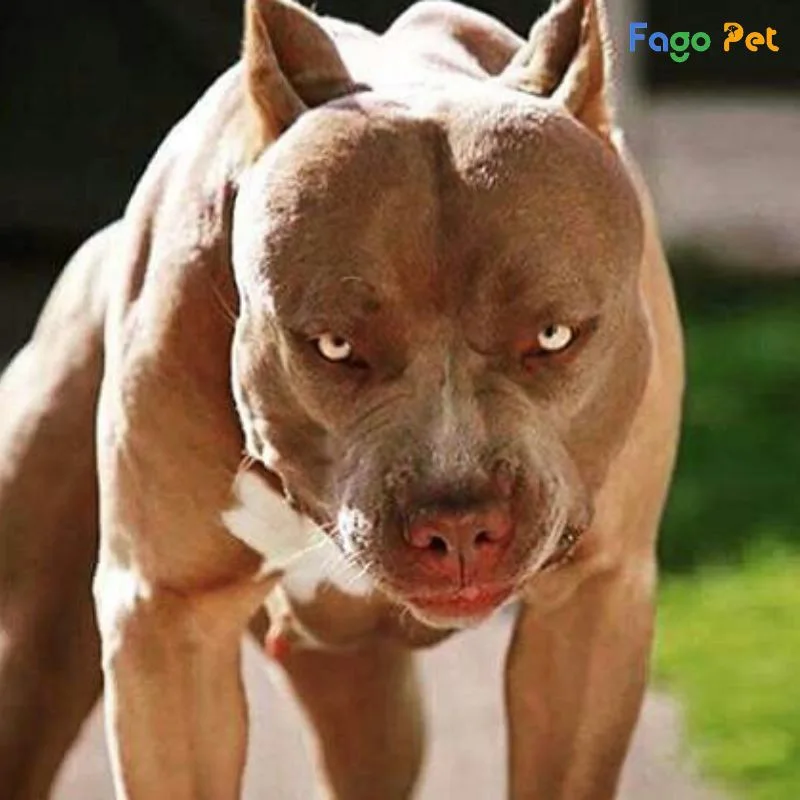 Giải Mã Giấc Mơ Thấy Chó Con: Thông Điệp Từ Tiềm Thức 6 Chó con dữ dội, đối đầu xung đột.