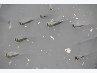 Ao cá tươi tốt và ao cá chết đối lập.