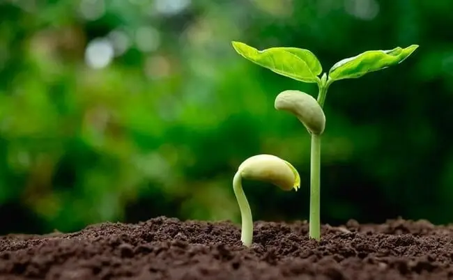 Phong Thủy Gieo Hạt Mầm Kiến Tạo Tương Lai