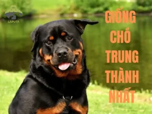 Chó trung thành dữ tợn, biểu tượng đối lập.