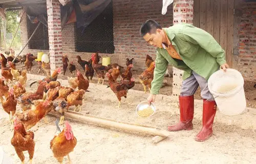 Giải Mã Giấc Mơ Thấy Gà: Điềm Báo Tài Lộc Hay Lời Nhắc Nhở? 6 Cảnh người cho gà ăn trong sân