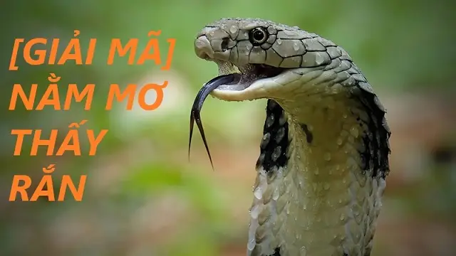 Giải Mã Giấc Mơ Thấy Rắn Rượt: Điềm Báo & Cách Hóa Giải Hiệu Nghiệm 6 Rắn trong mơ: Ý nghĩa, giải mã điềm báo.