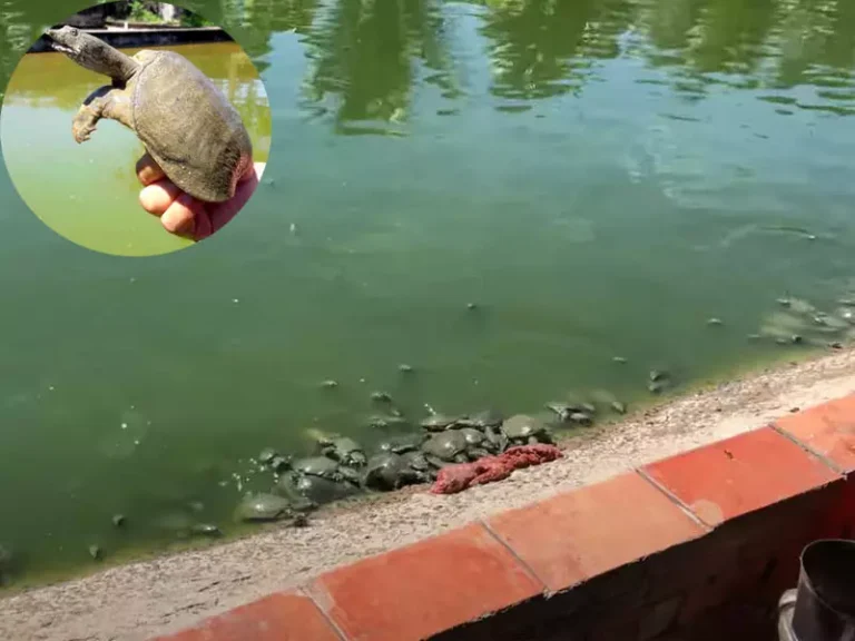 Ba ba bơi: Trường thọ, ổn định.