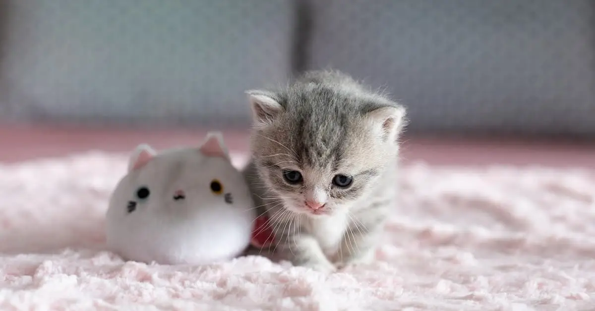 Giải Mã Giấc Mơ Thấy Mèo: Điềm Báo Nào Đang Chờ Đón Bạn? 4 Mèo con đáng yêu: Biểu tượng khởi đầu mới.