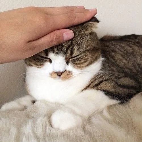 Giải Mã Ý Nghĩa Giấc Mơ Nằm Mơ Thấy Rất Nhiều Mèo Con 7 Bàn tay xoa đầu mèo con dễ thương.