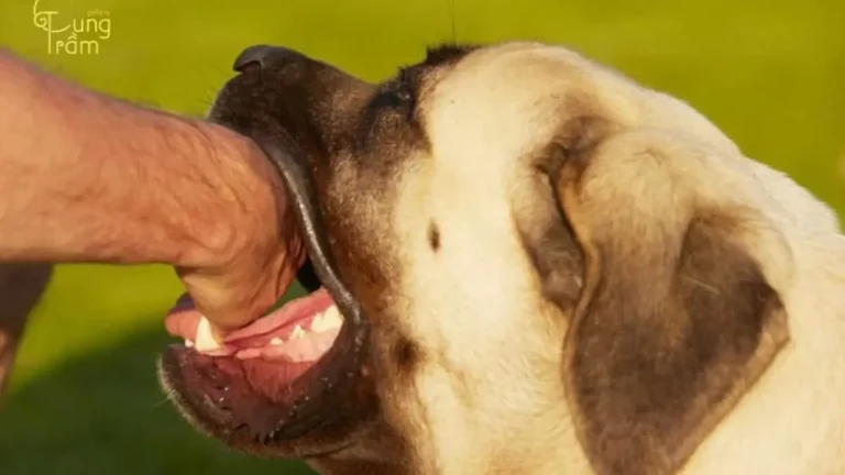 Người băn khoăn giấc mơ chó đuổi cắn.