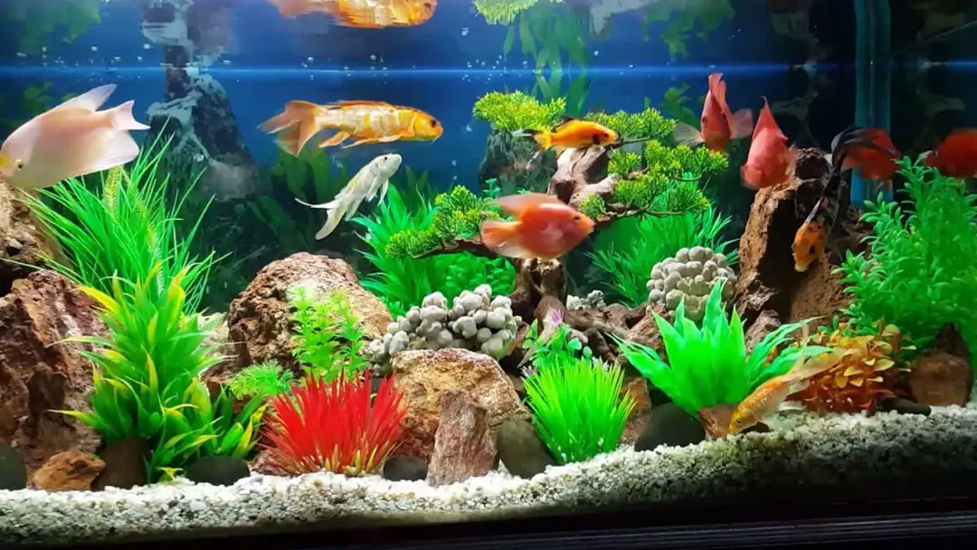 Hồ cá cảnh thịnh vượng đầy màu sắc.