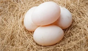 Trứng vịt tươi ngon, đầy sức sống.