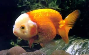 Cá vàng bơi lội hồ: Thịnh vượng và tài lộc