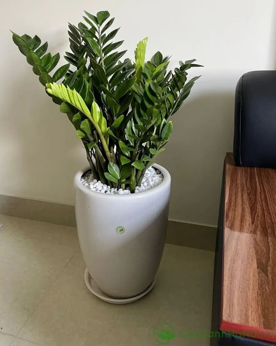 Ý Nghĩa Tên Khánh An | May Mắn, Bình An và Phân Tích Ngũ Hành Sâu Sắc