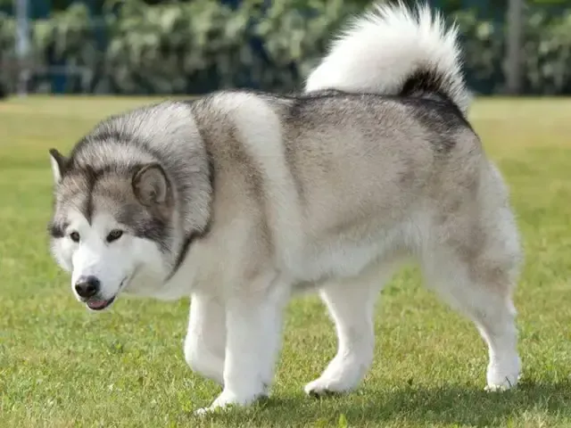 Giá Chó Alaska: Yếu Tố Ảnh Hưởng Đến Chi Phí Nuôi Thú Cưng