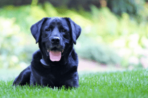 Chó đen bí ẩn nhìn thẳng vào bạn.