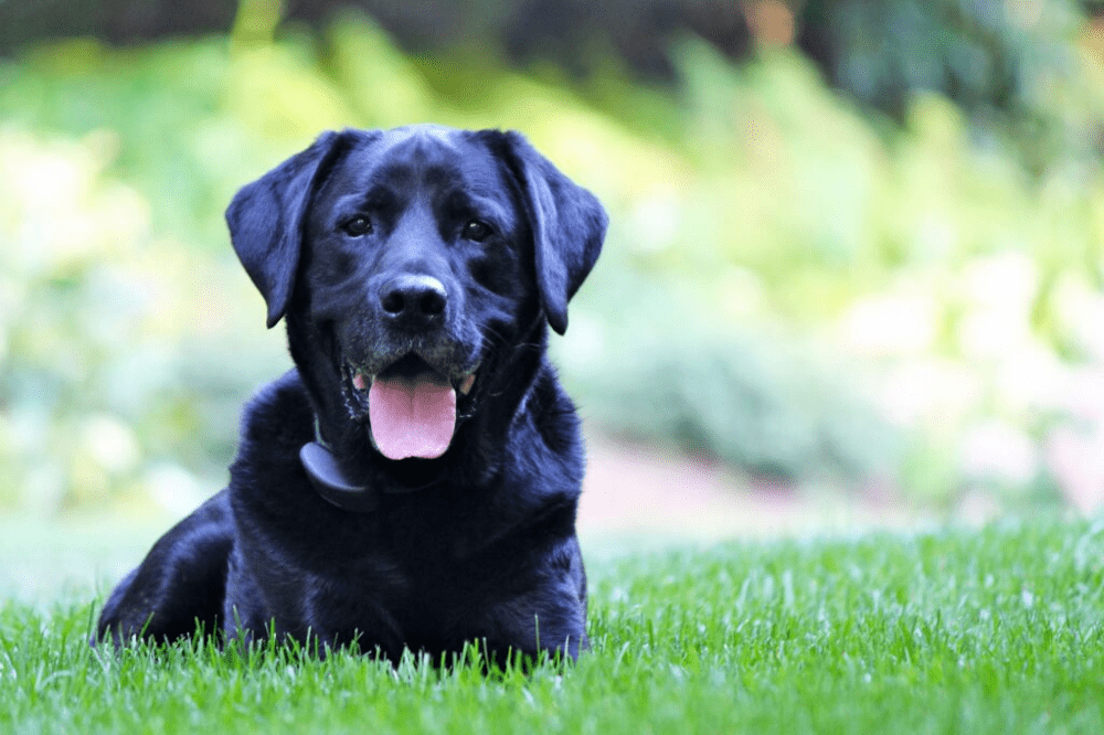 Chó đen bí ẩn nhìn thẳng vào bạn.