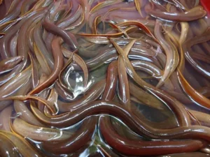 Lươn bơi linh hoạt, mở ra cơ hội.