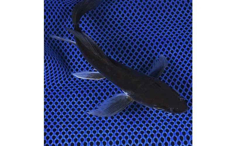 Nằm Mơ Thấy Cá Đen: Giải Mã Điềm Báo, Hóa Giải Nỗi Lo Sâu Sắc 6 Đàn cá đen uyển chuyển trong nước xanh yên bình.