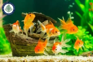 Đàn cá vàng hồ nước: Thịnh vượng, may mắn.