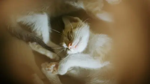 Mèo ngủ bình yên, ánh sáng dịu nhẹ.