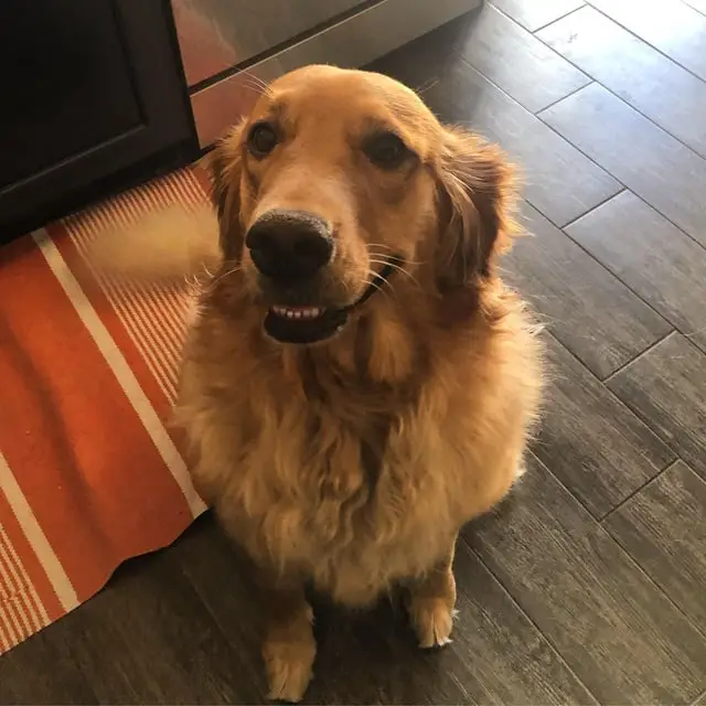 Chó đuổi nhau: Đa dạng tình huống, khoảnh khắc