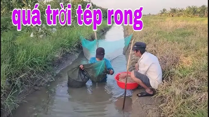 Người Vui Vẻ Bắt Tép Đồng Dưới Sông