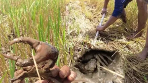 Người bắt cua đồng trên cánh đồng.