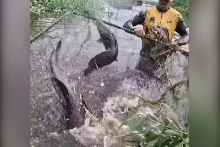 Kéo lưới cá trê đầy ắp