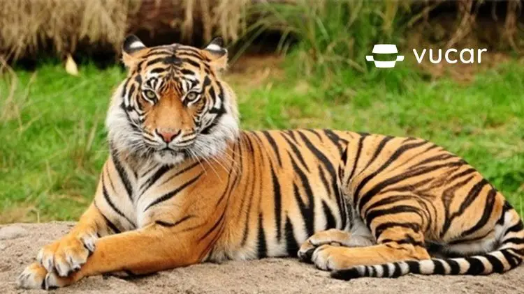 Ý nghĩa mơ thấy hổ: Tốt và xấu