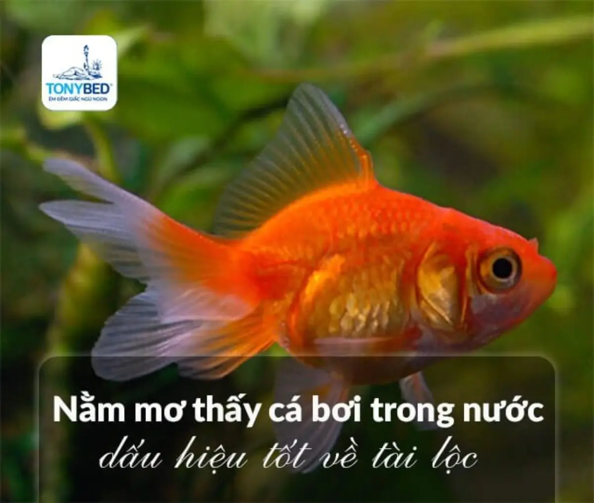 Nằm Mơ Thấy Bắt Được Nhiều Cá: Lời Giải Đáp Từ Góc Nhìn Phong Thủy 4 Giấc mơ cá bơi lội dưới nước sung túc
