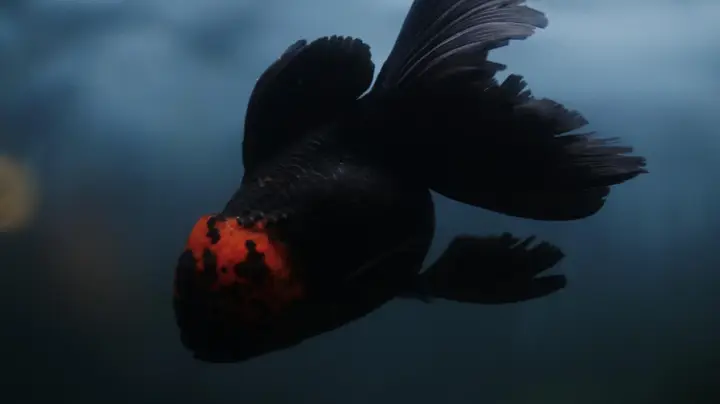 Nằm Mơ Thấy Cá Đen: Giải Mã Điềm Báo, Hóa Giải Nỗi Lo Sâu Sắc 4 Giấc mơ cá đen huyền bí, tĩnh lặng