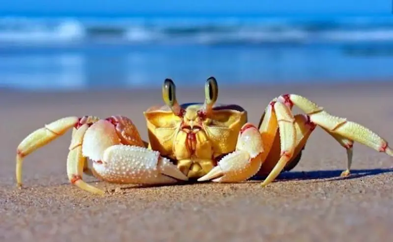 Nằm Mơ Thấy Cua: Giải Mã Sâu Sắc Điềm Báo và Lời Khuyên An Tâm 6 Giải mã giấc mơ thấy cua.