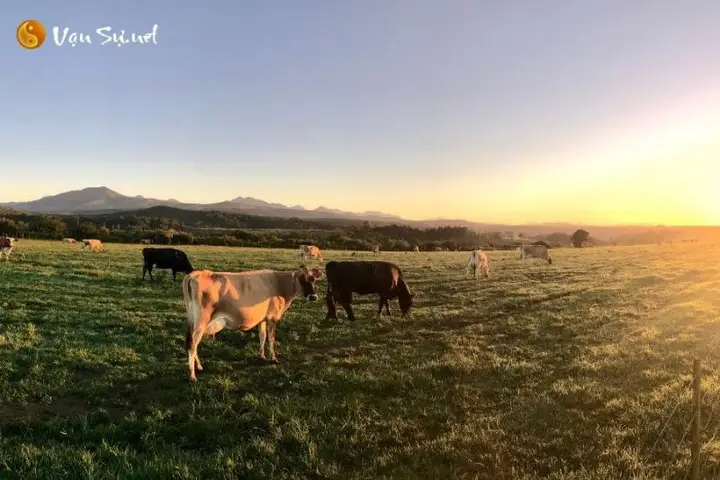 Nằm Mơ Thấy Bò Rượt Đuổi: Giải Mã Sâu Sắc Và Lời Khuyên An Tâm 4 Giấc mơ bò rượt đuổi hỗn loạn