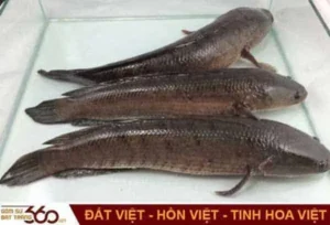 Mơ bắt cá chuối
