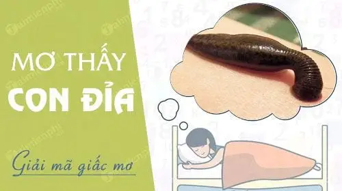Giải Mã Giấc Mơ Thấy Đỉa Cắn: Điềm Báo & Cách Hóa Giải Hiệu Quả 3 Giải mã giấc mơ đỉa đầy băn khoăn